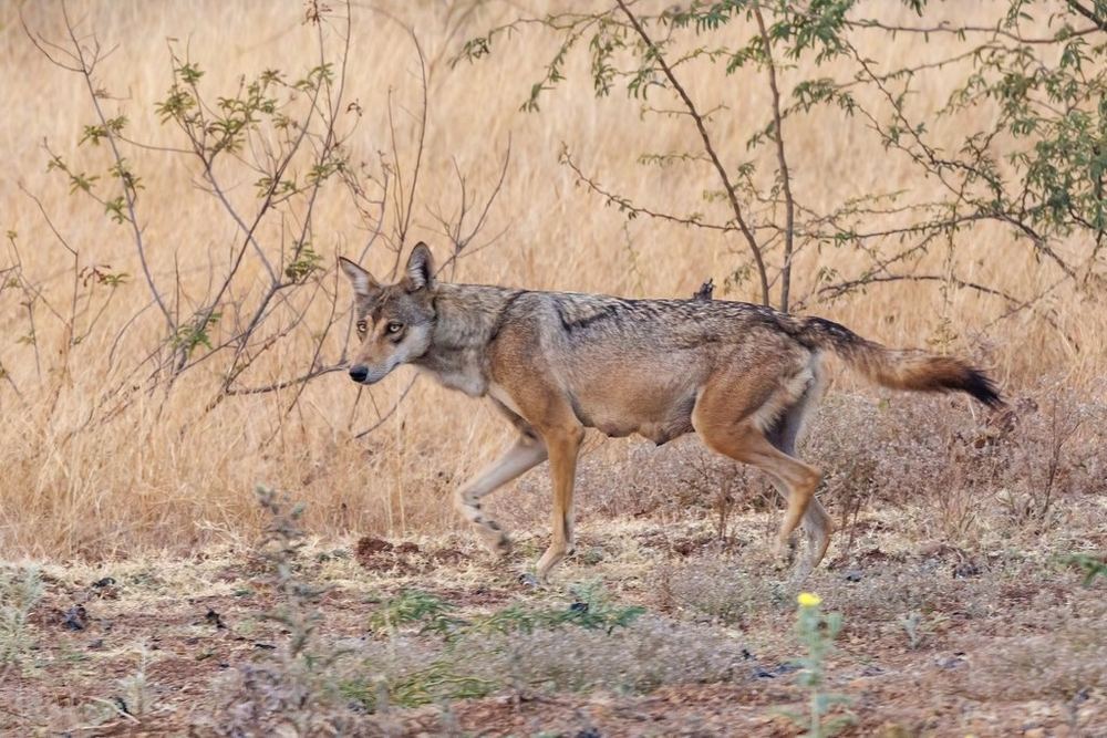 Grey Wolf