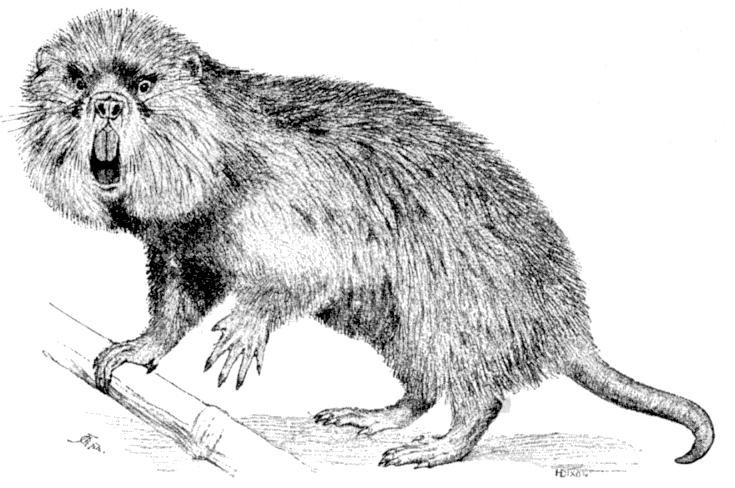 Lesser Bamboo Rat