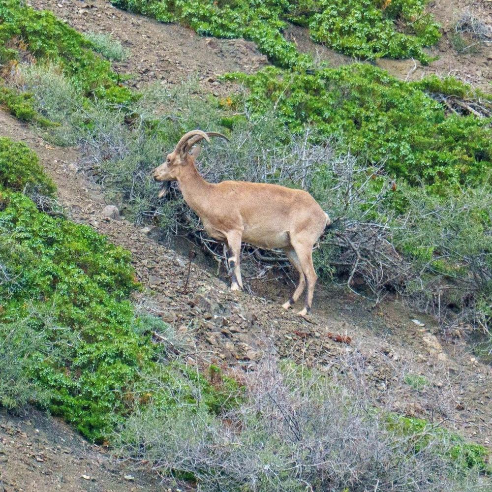 Siberian Ibex