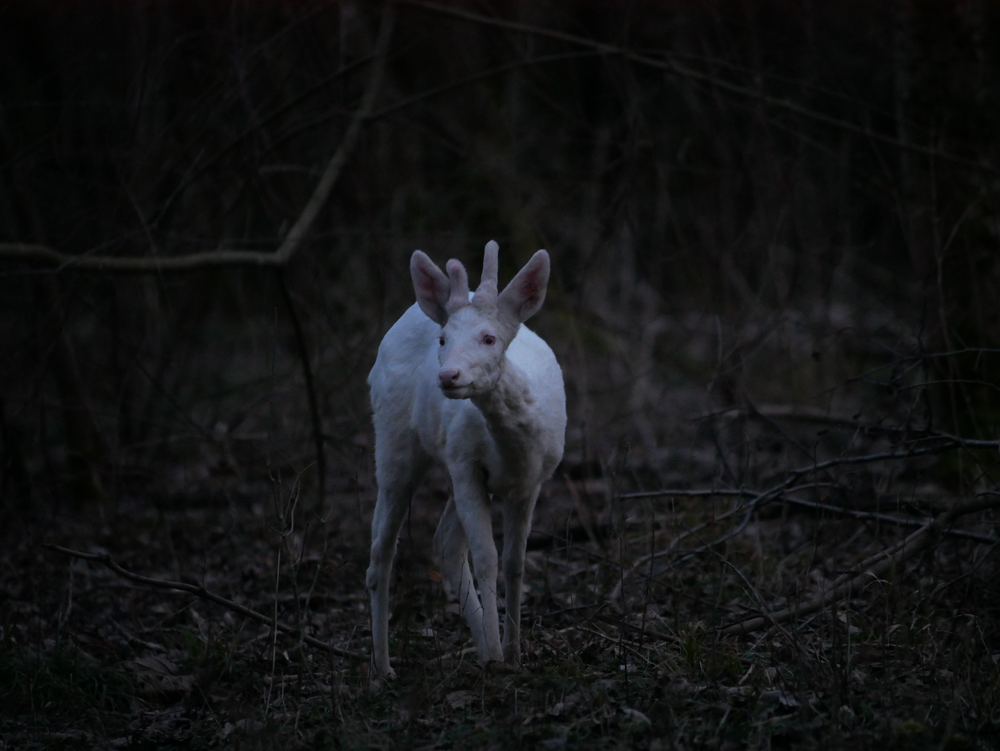 Western Roe Deer