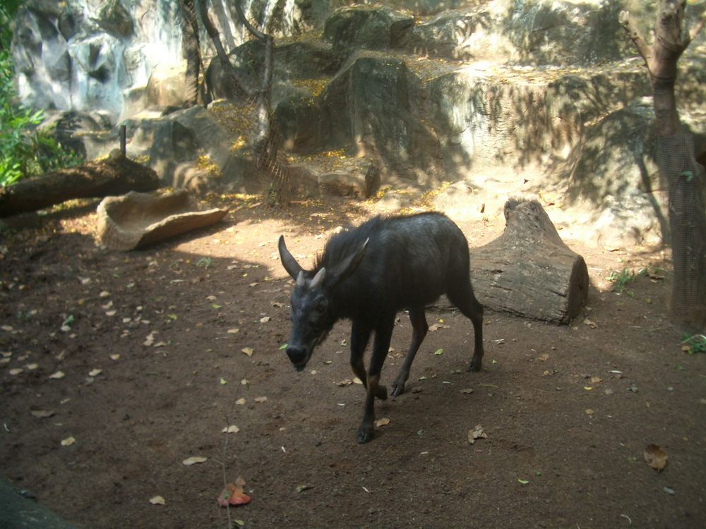 Sumatran Serow
