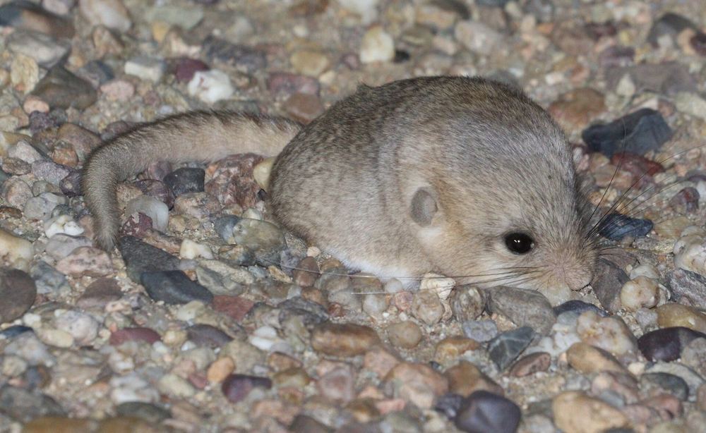 Five-toed Pygmy Jerboa