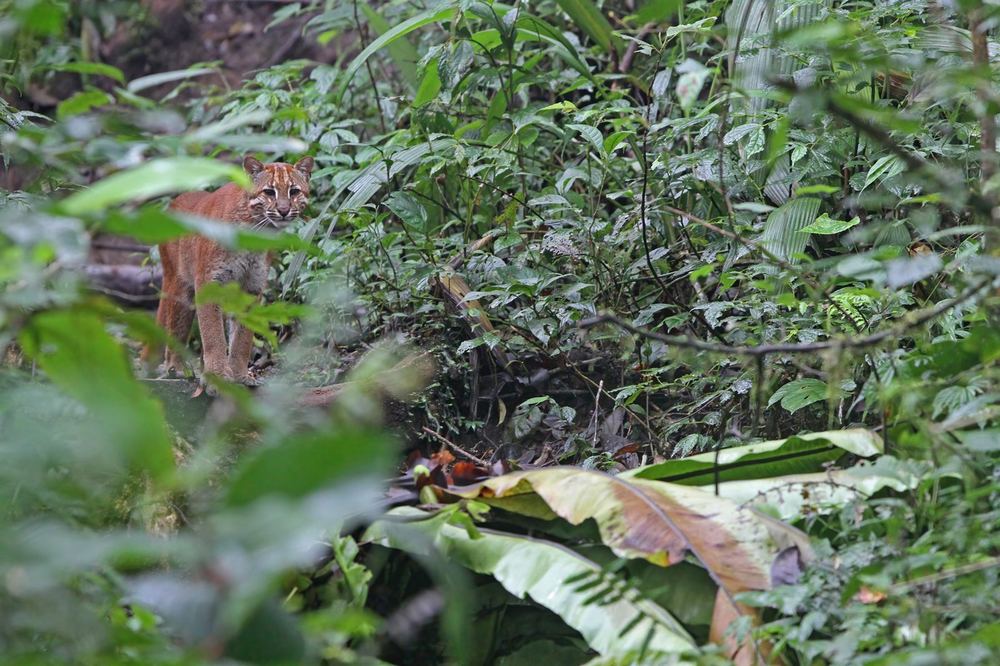 Asian Golden Cat