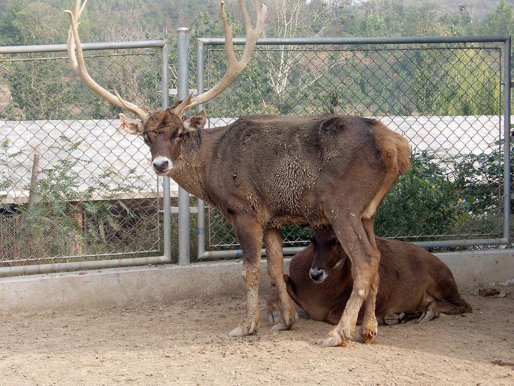 White-lipped Deer