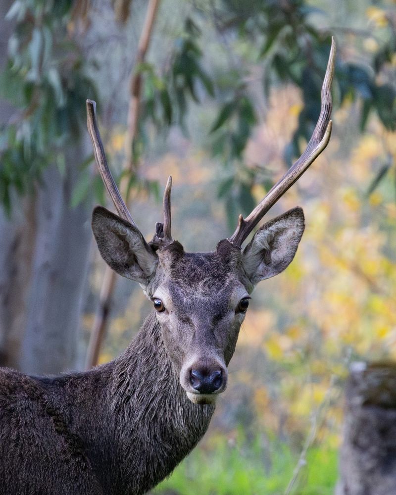 Western Red Deer