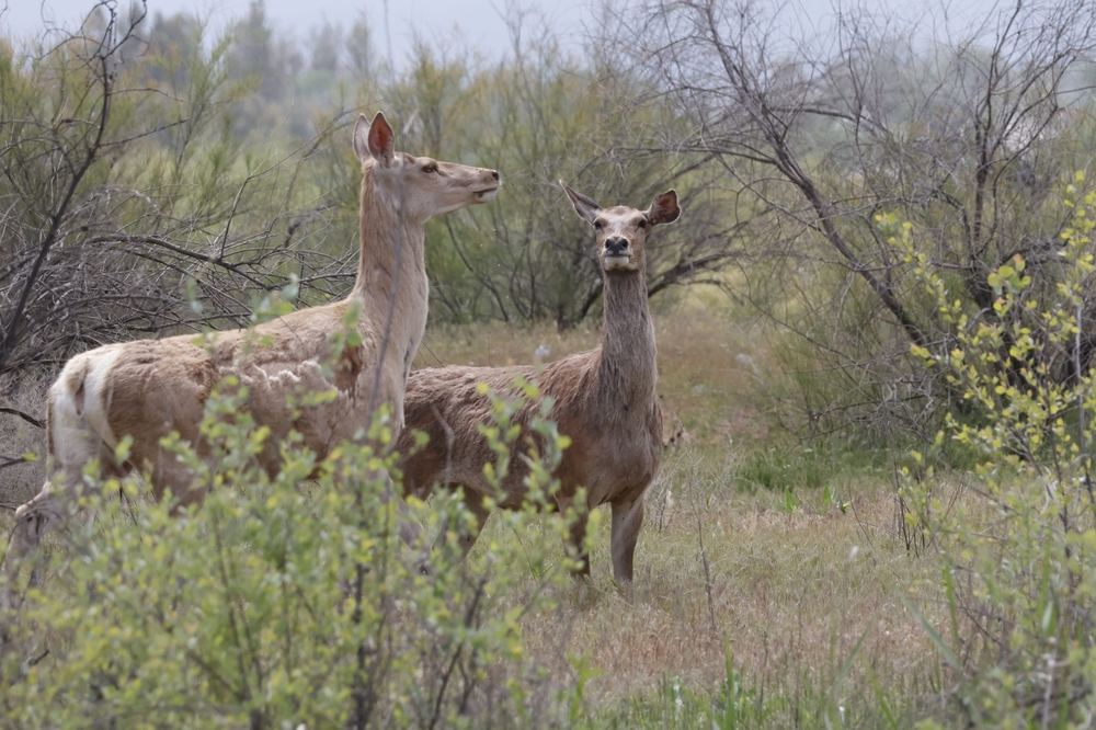 Central Asian Red Deer