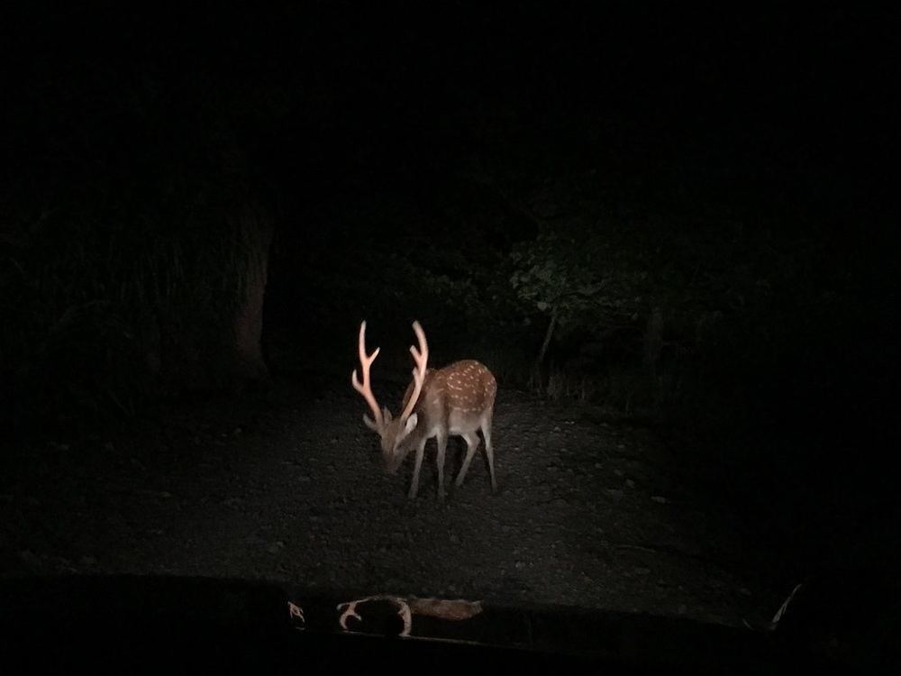 Sika Deer