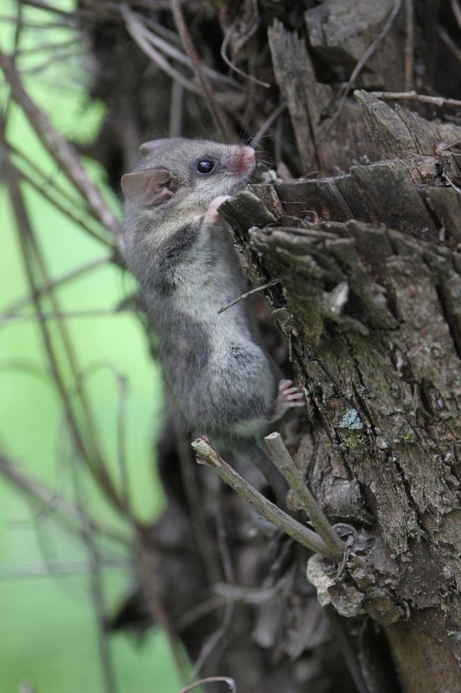 Sichuan Dormouse