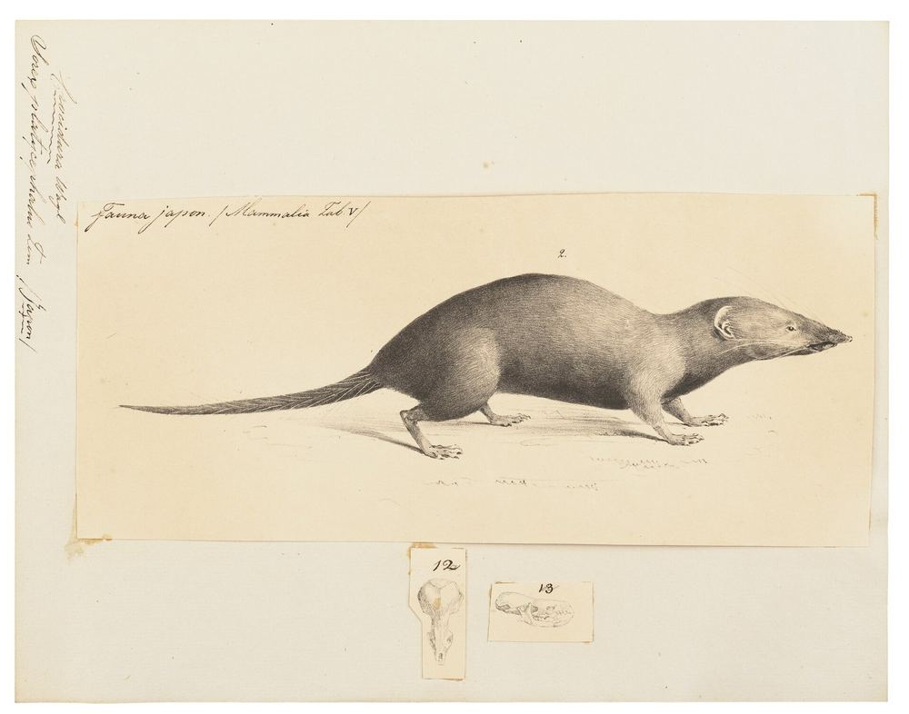 Himalayan Water Shrew