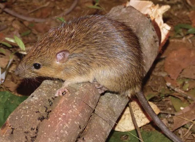 Burmese Tree Rat