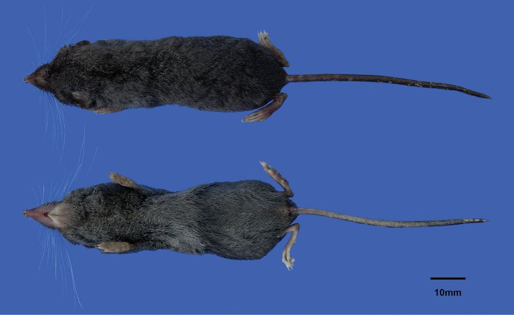 Dabieshan Brown-toothed Shrew