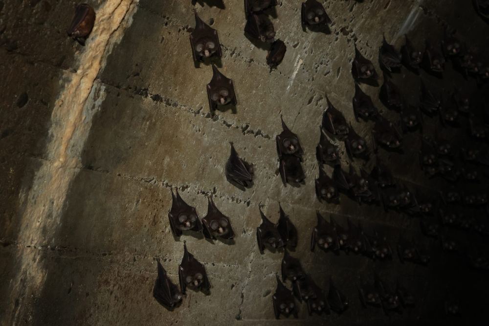 East Asian Tailless Leaf-nosed Bat
