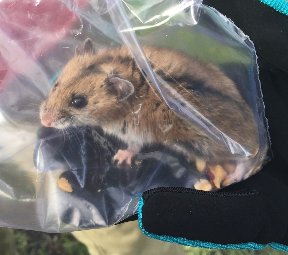 Striped Lesser Hamster