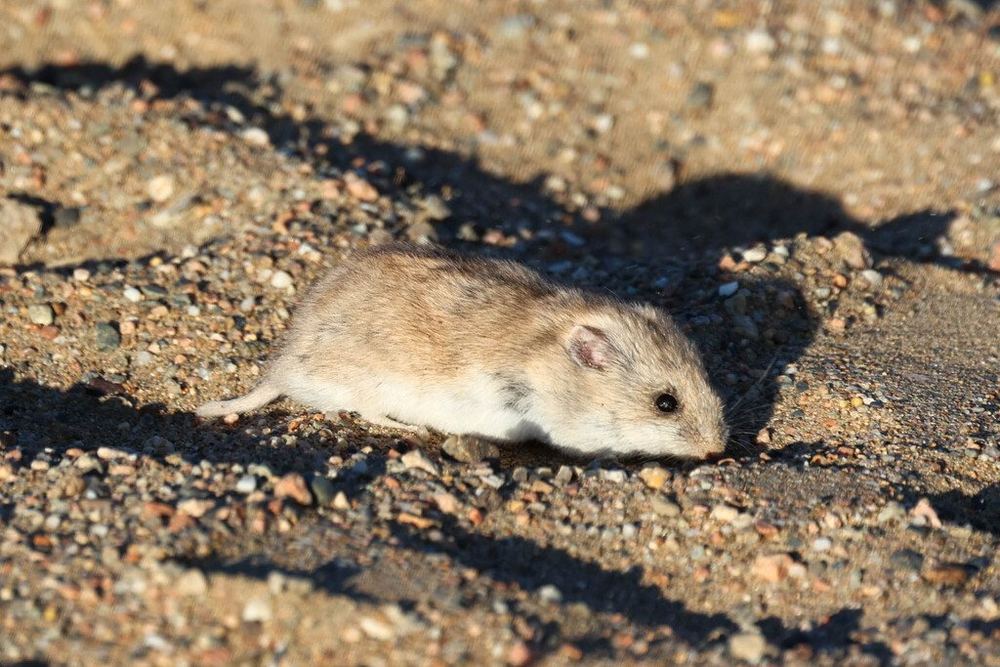 Long-tailed Lesser Hamster