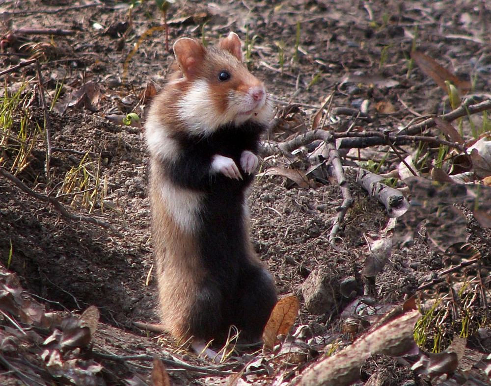 Common Hamster