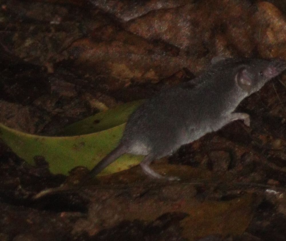 Southeast Asian White-toothed Shrew