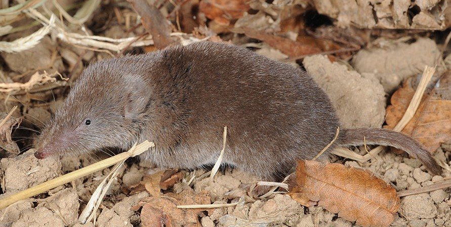 Ussuri White-toothed Shrew