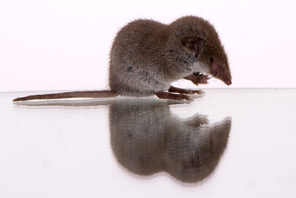 Lesser White-toothed Shrew