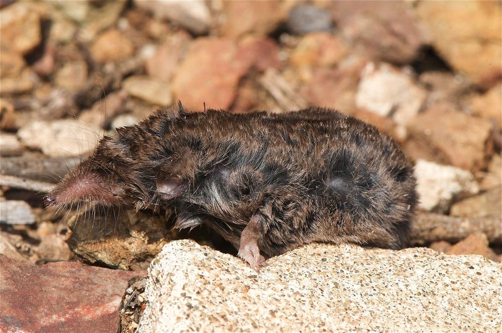 Voracious White-toothed Shrew