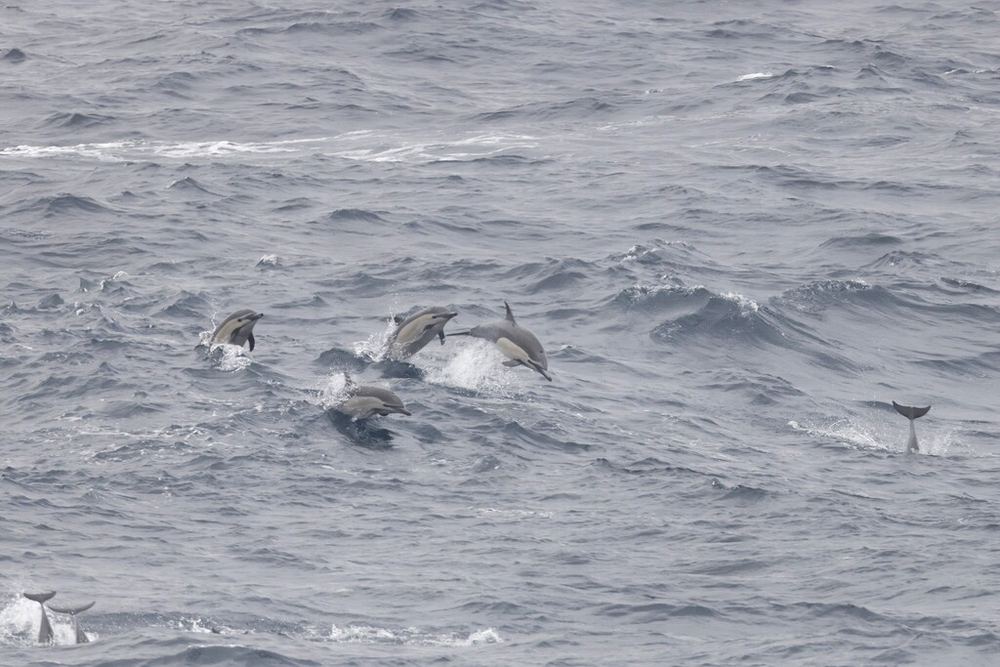 Common Dolphin