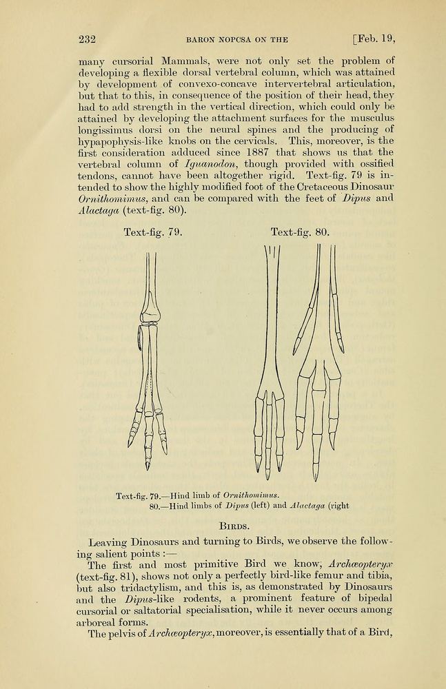 Northern Three-toed Jerboa