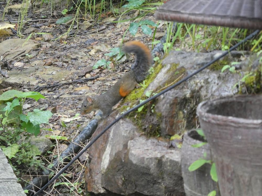Red-hipped Squirrel