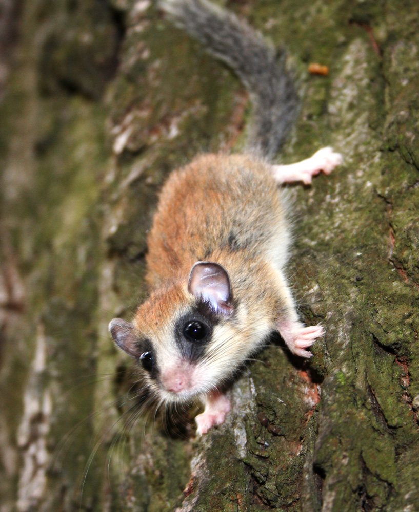 Eurasian Forest Dormouse