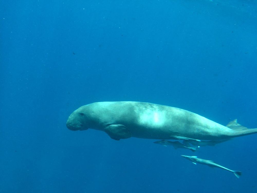 Dugong
