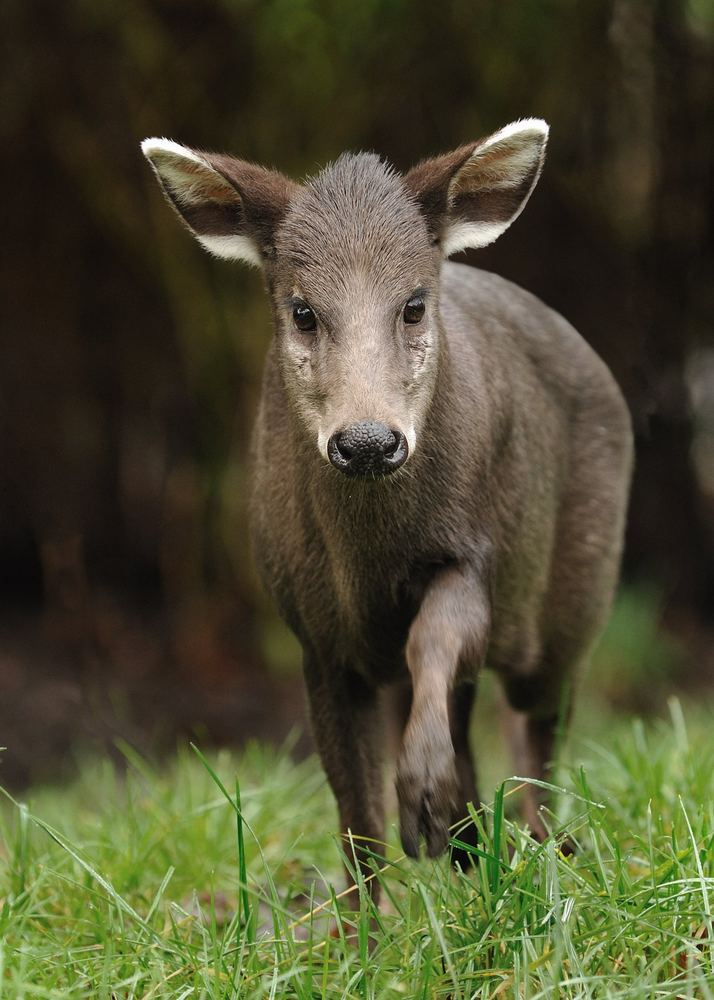 Tufted Deer