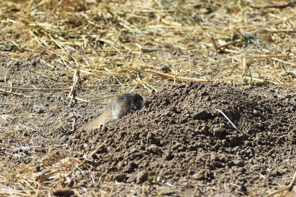 Eastern Mole Vole