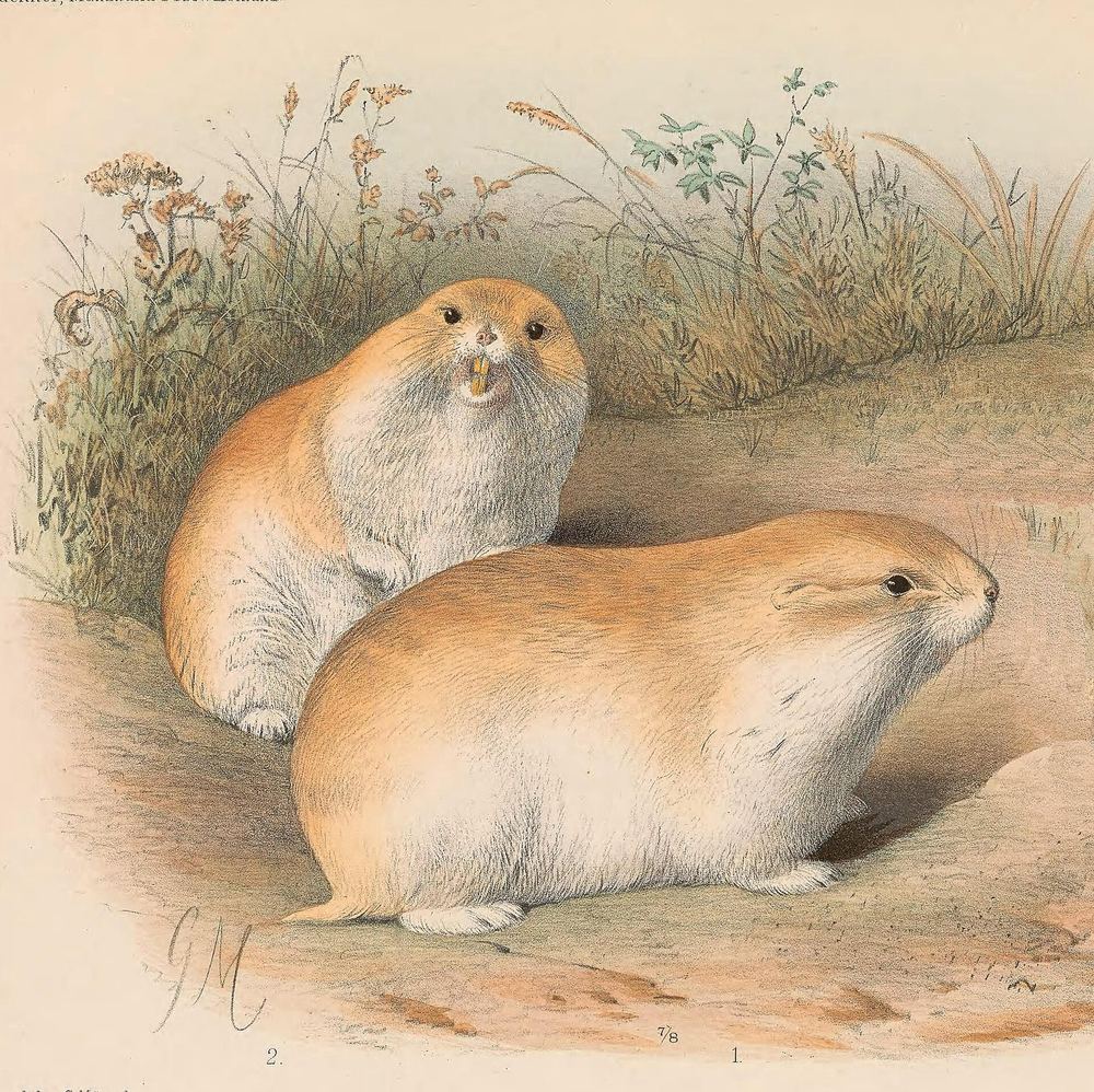 Przewalski's Steppe Lemming