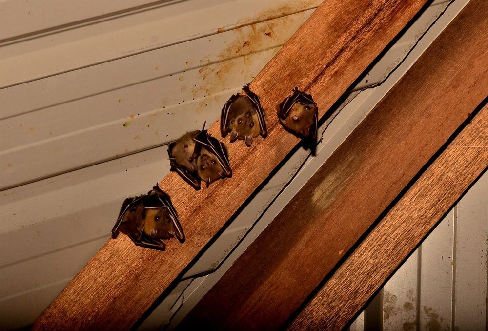 Cave Nectar Bat