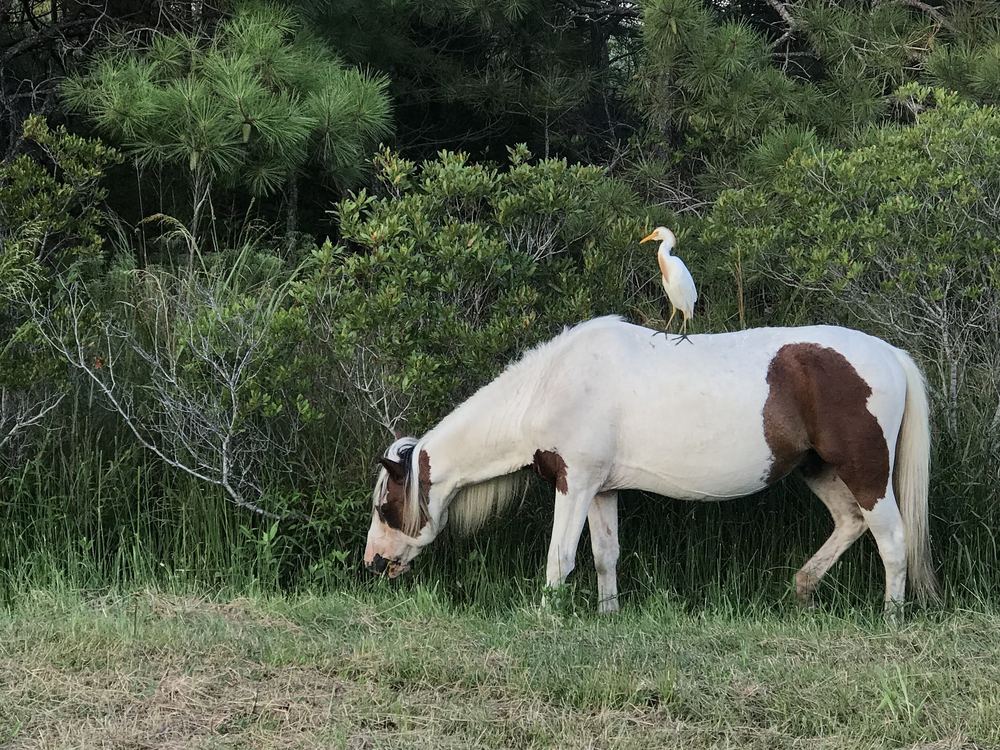 Domestic Horse
