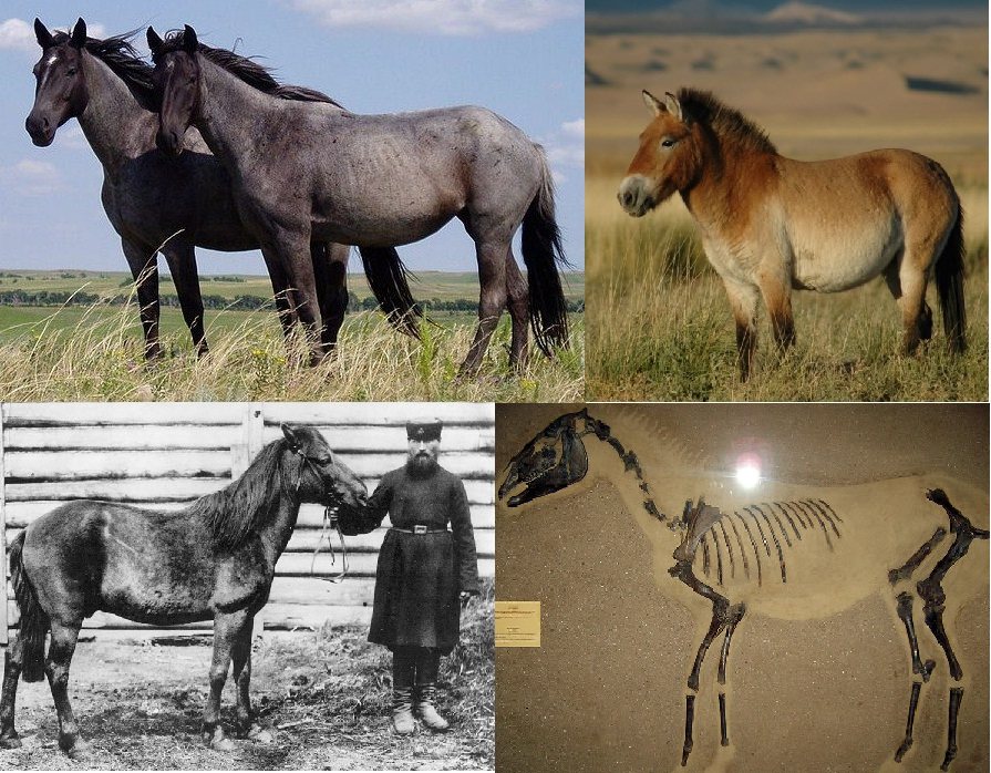 Wild Horse