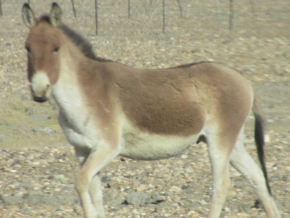 Kiang