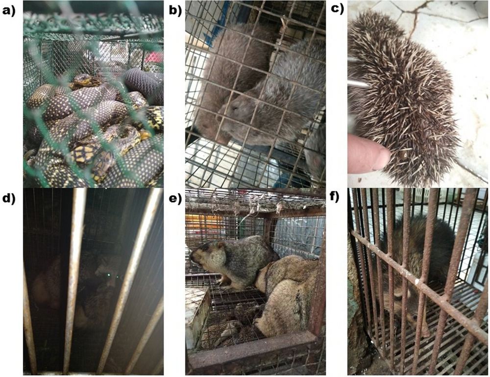 Amur Hedgehog