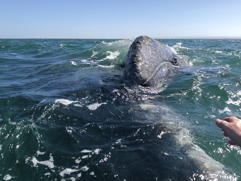 Gray Whale