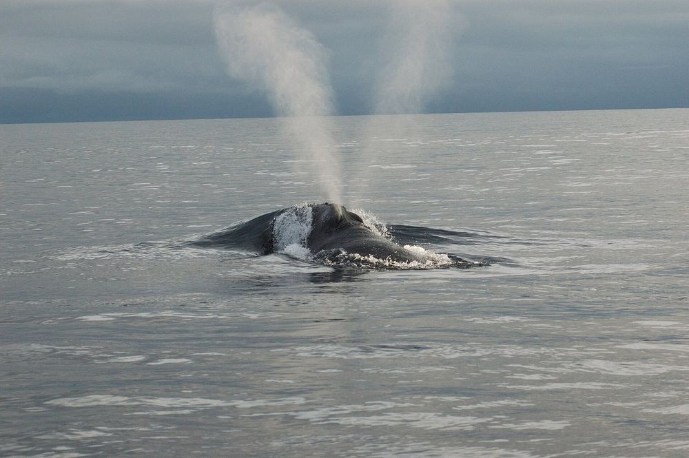 North Pacific Right Whale