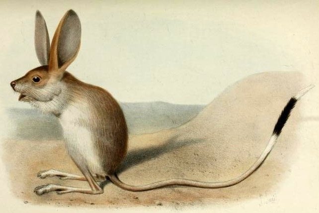 Long-eared Jerboa