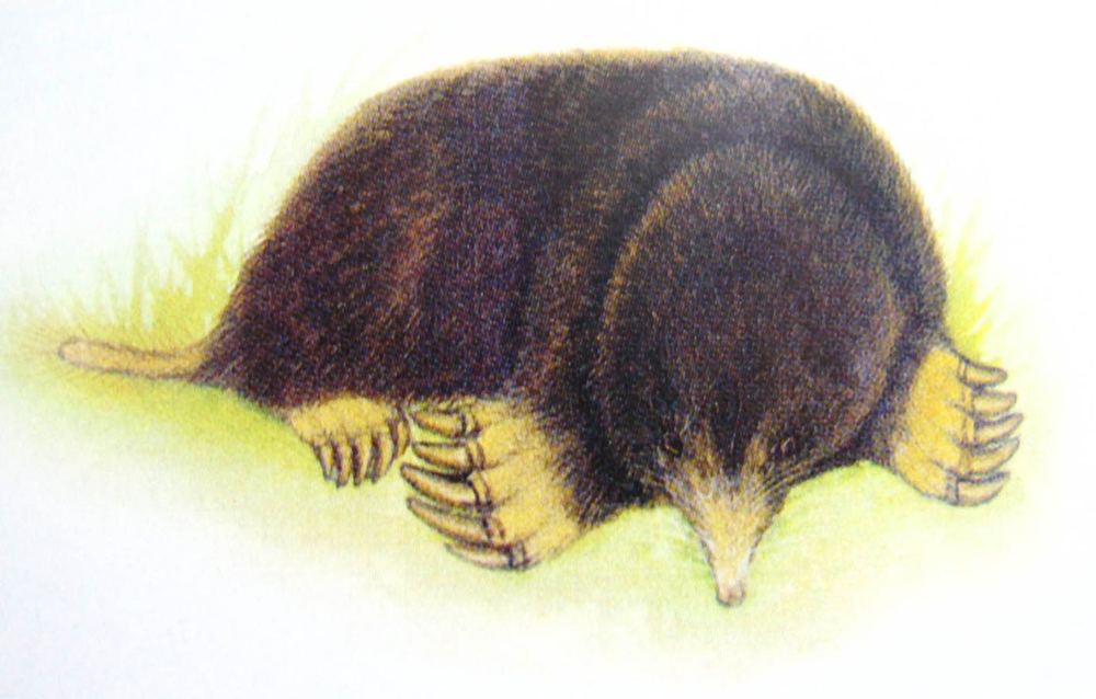 Greater Chinese Mole