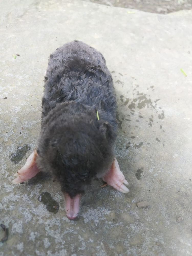 Himalayan Mole