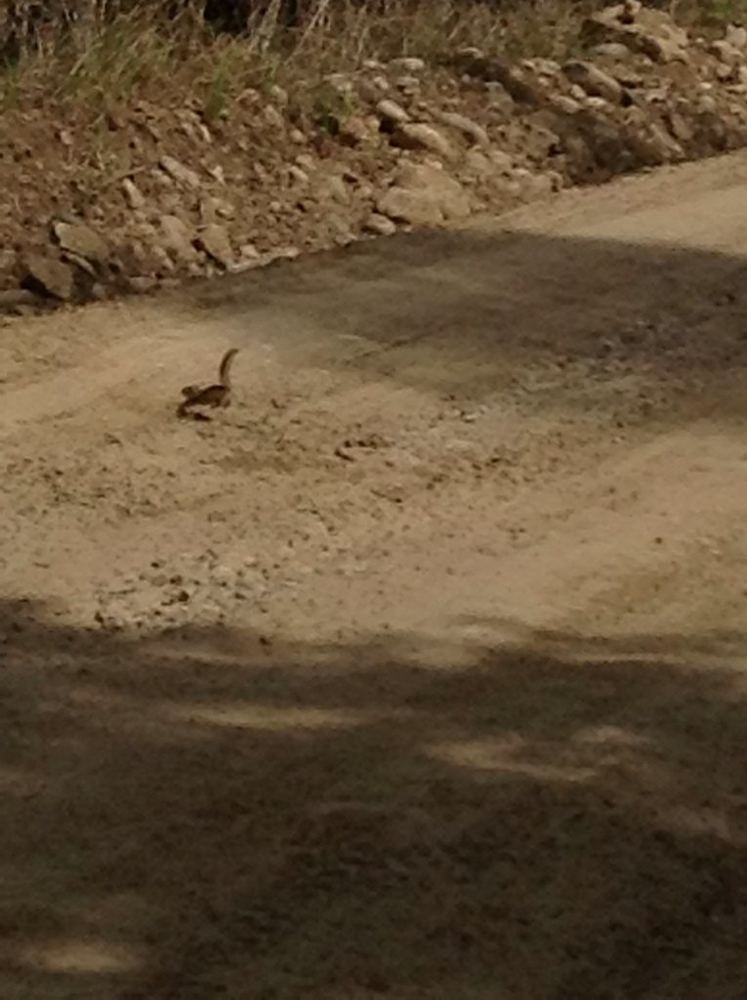 Siberian Chipmunk
