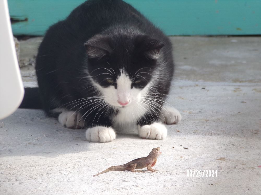 Domestic Cat