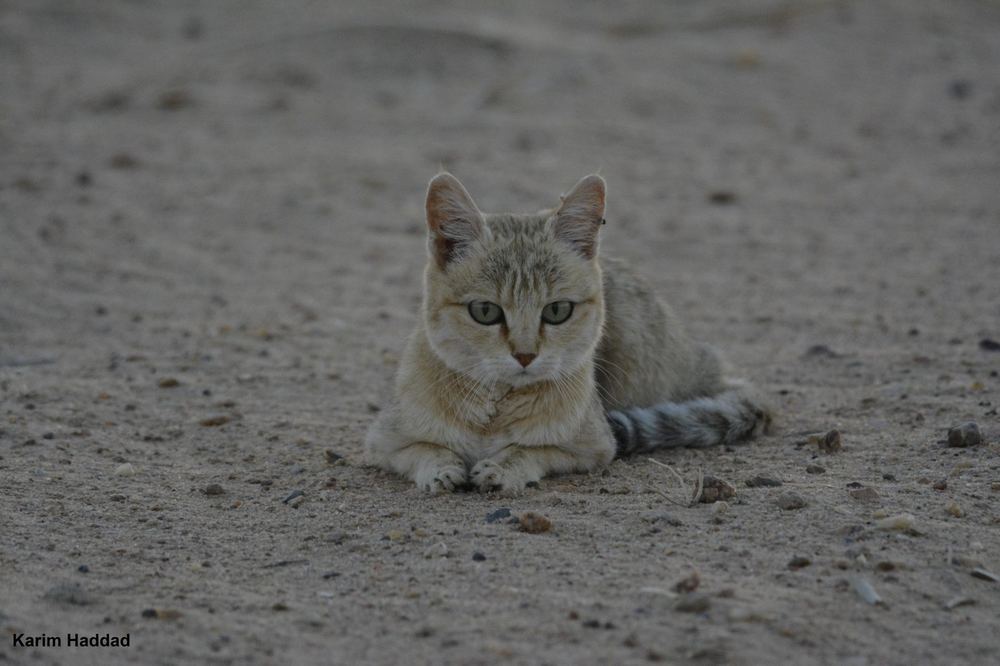 African Wildcat