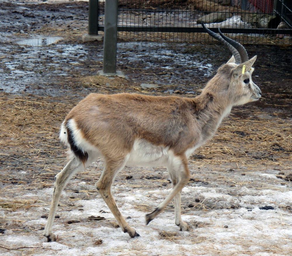 Goitered Gazelle