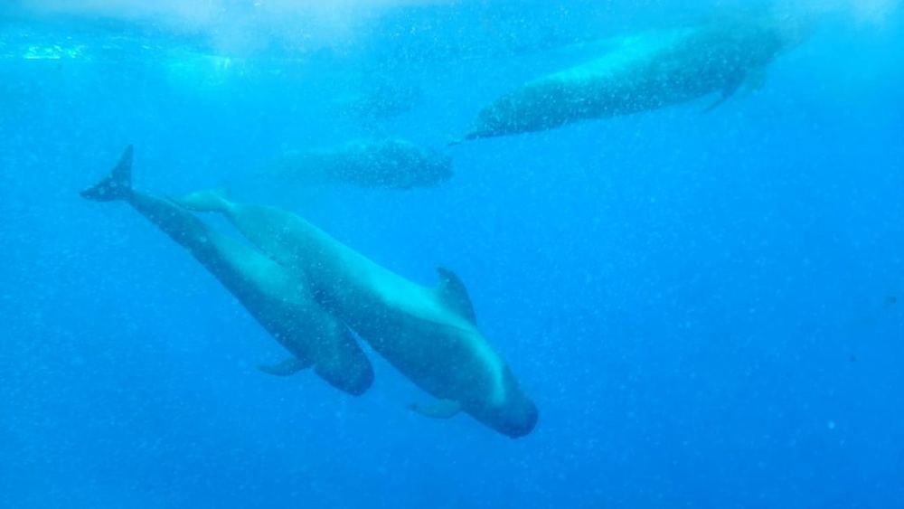Short-finned Pilot Whale