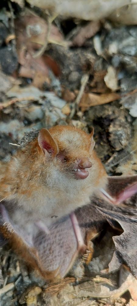 Lesser Hairy-winged Bat
