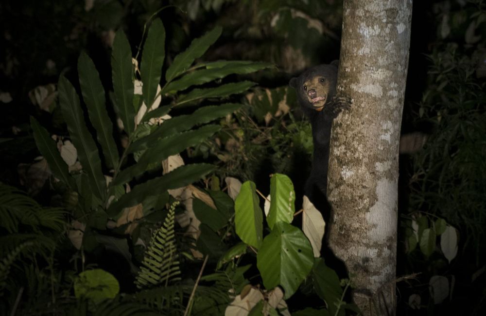 Sun Bear