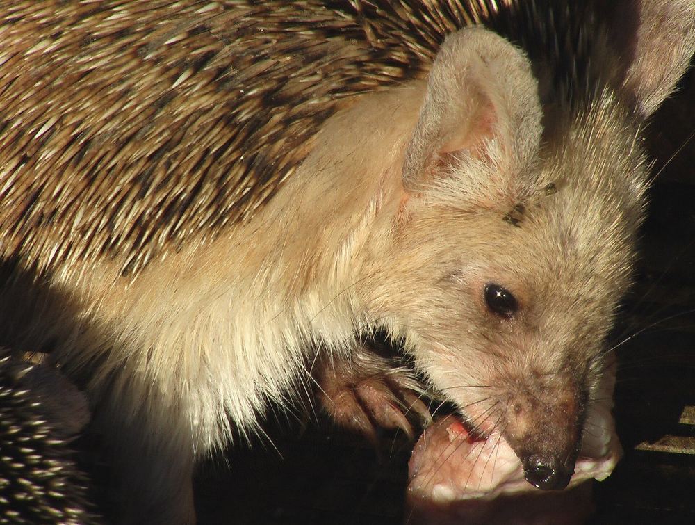 Common Long-eared Hedgehog