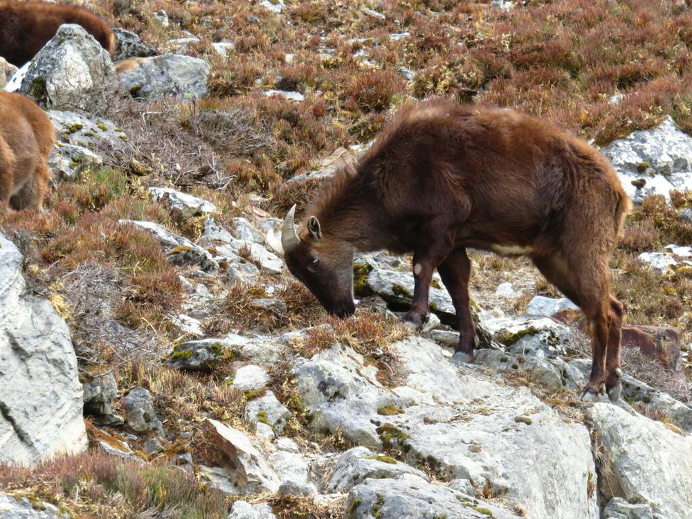 Himalayan Tahr